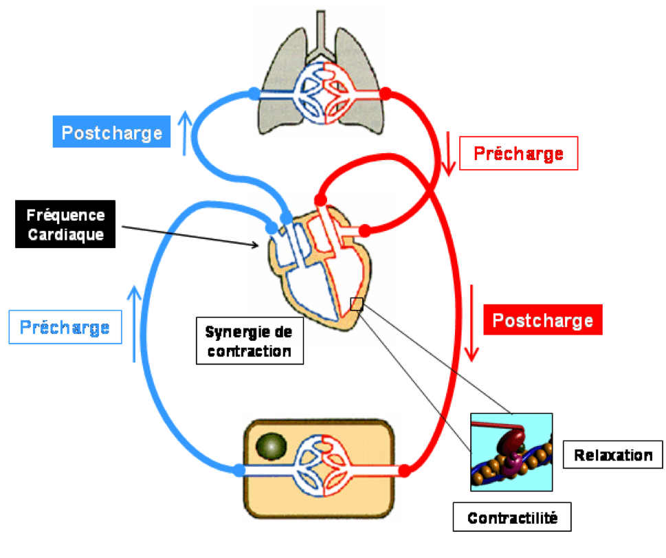 LEXIPatho: Insuffisance Cardiaque Chronique De L'adulte